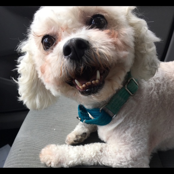 Meet your Posher, Tom - Picture 1 of 1